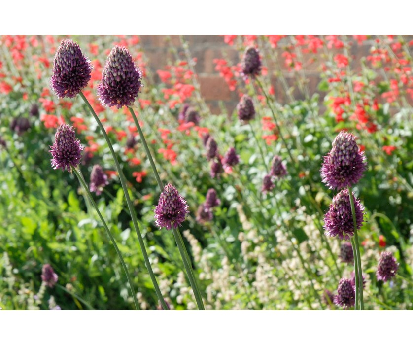 Drumstick Allium